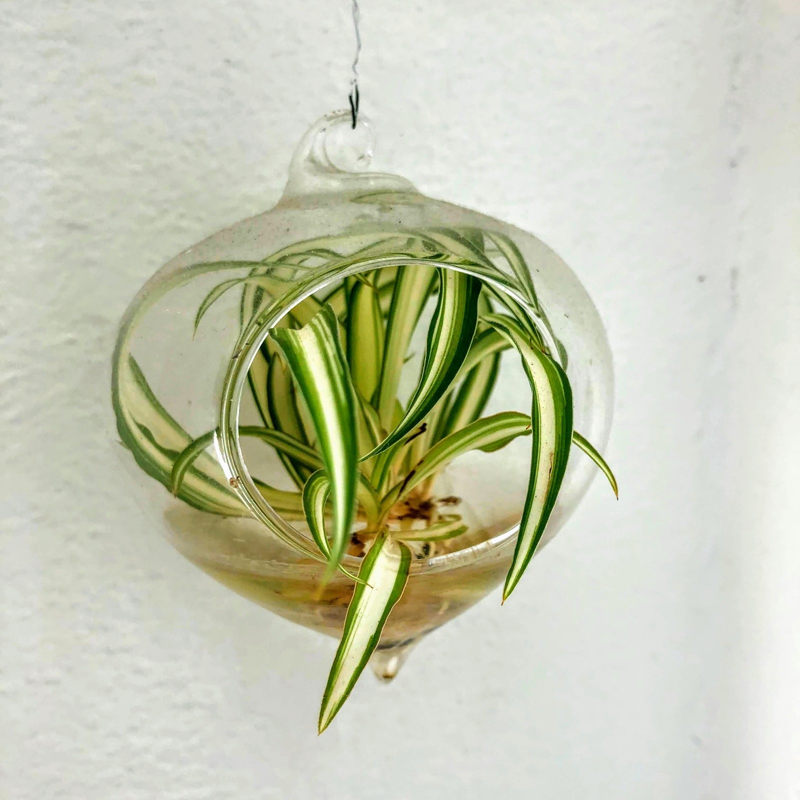 Spider Plant Live Indoor Houseplant Fountain Like Shape Easy Care Hanging Plant