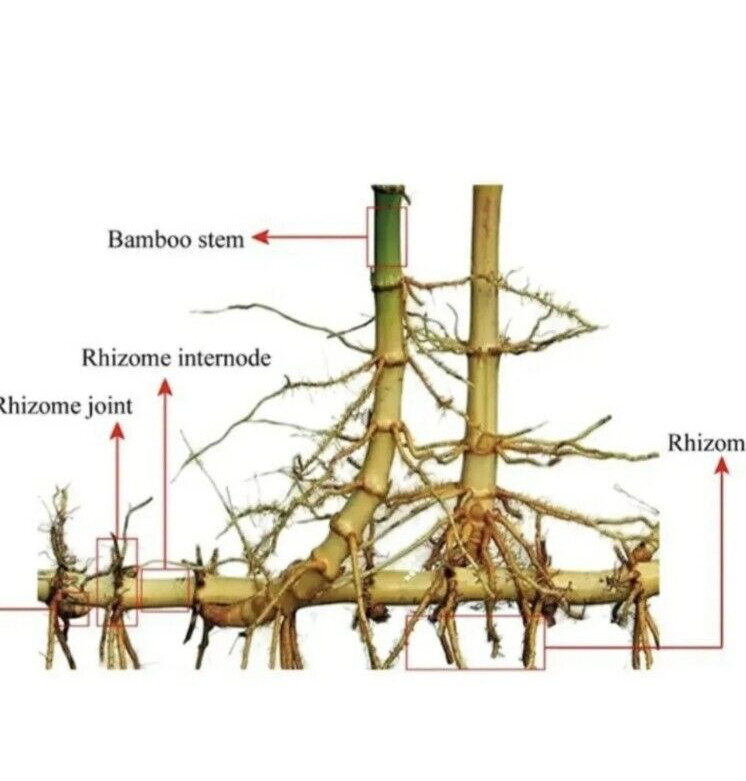 TWO LIVE & FRESHLY DUG Black Bamboo 黑紫竹 Phyl Nigra Rhizomes BEST Landscape PLANT