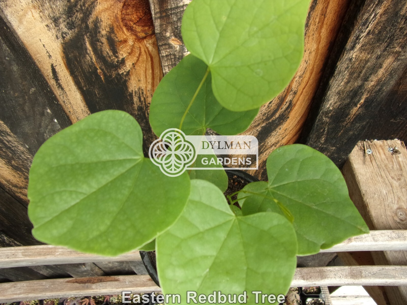 Eastern Redbud Tree (Cercis canadensis) – Pink Spring Blooms – Multiple Sizes