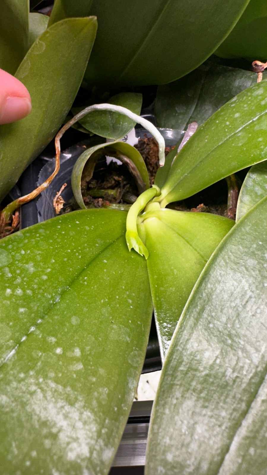 Phalaenopsis bellina ‘Fire’ x sib [IN SPIKE]