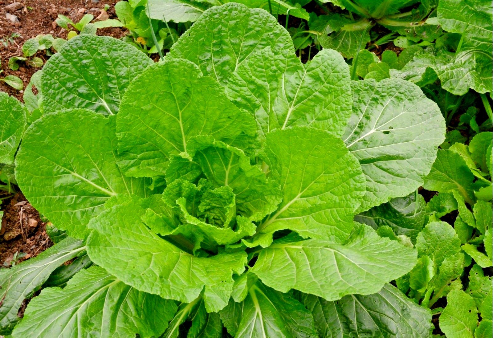 601+Florida Broadleaf MUSTARD GREENS Seeds Organic Spring Fall Garden Container
