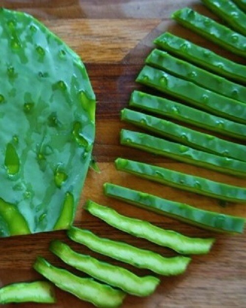 Prickly Pear Cactus Pads Organic Plant, Beauty Regimen, Reptile and Human Food