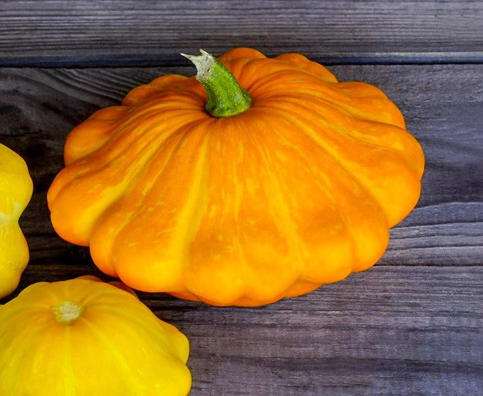 Orange Patty Pan (Bush Scallop Squash) Seeds – For 2025 Planting Heirloom Bush
