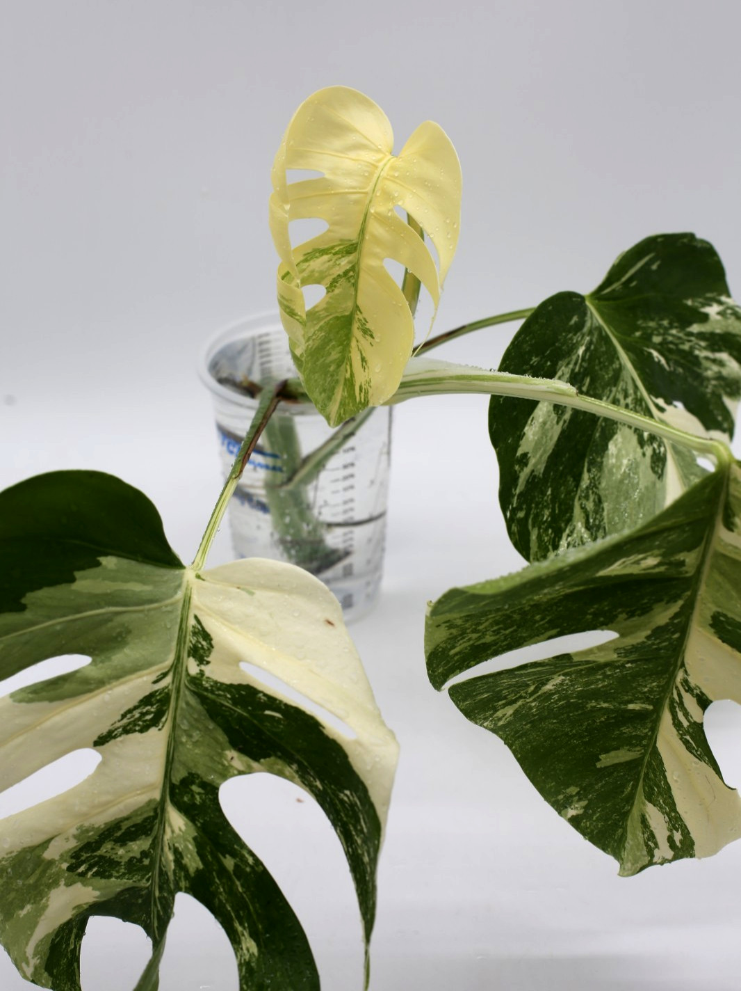 Monstera Albo Borsigiana Variegated Top Cutting Rooted