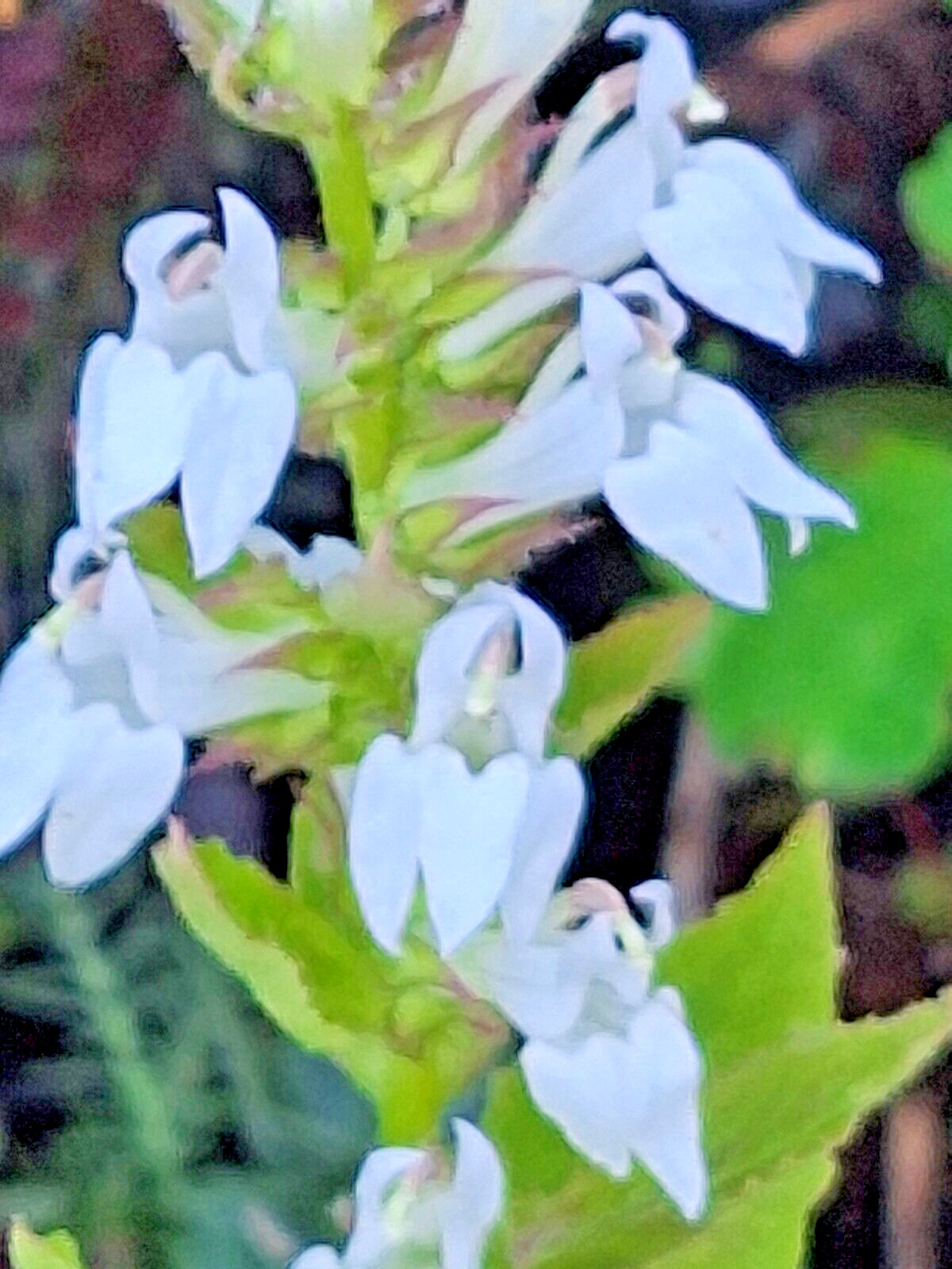 Giant white lobelia 253 SEEDS, LOBELIA SIPHILITICA hardy, EZ to grow, USA seller