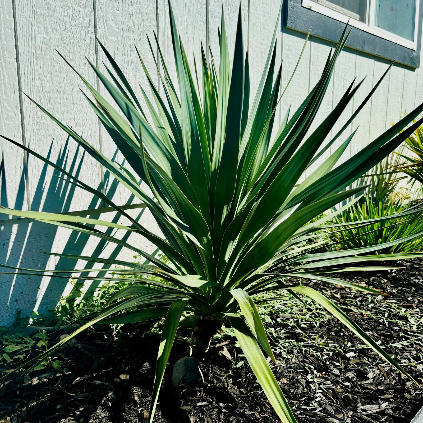 Yucca recurvifolia ‘OR’ – Curved Leaf Yucca COLD HARDY