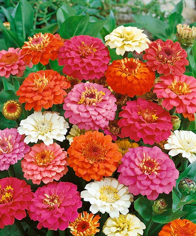 Zinnia – California Giant Flower Orange,Pink,Purple,Red,Violet,White,Yellow