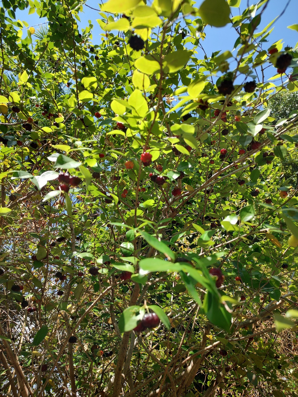 Surinam Cherry (3 Gallon Pot)
