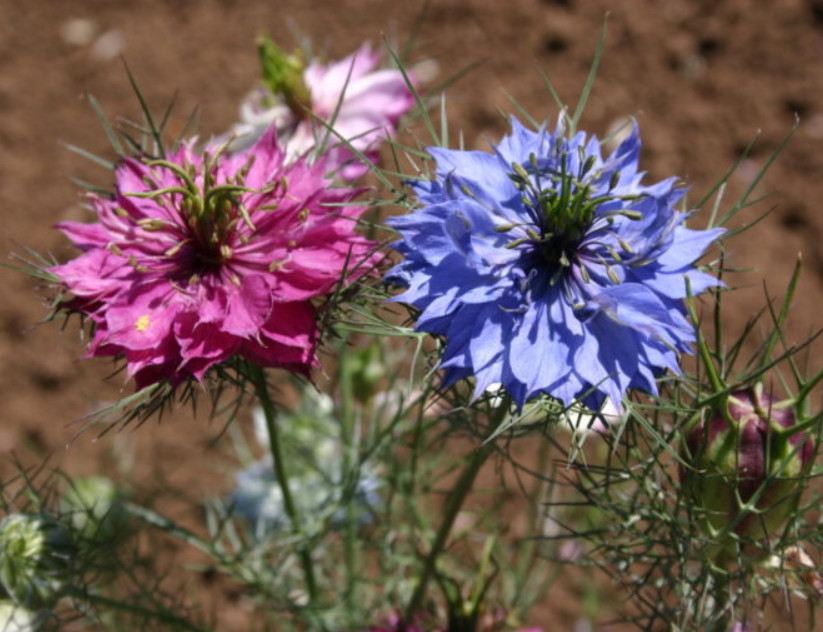 LOVE IN A MIST MIX Nigella damascena Unique Pods Dried Flowers Non-GMO 500 Seeds