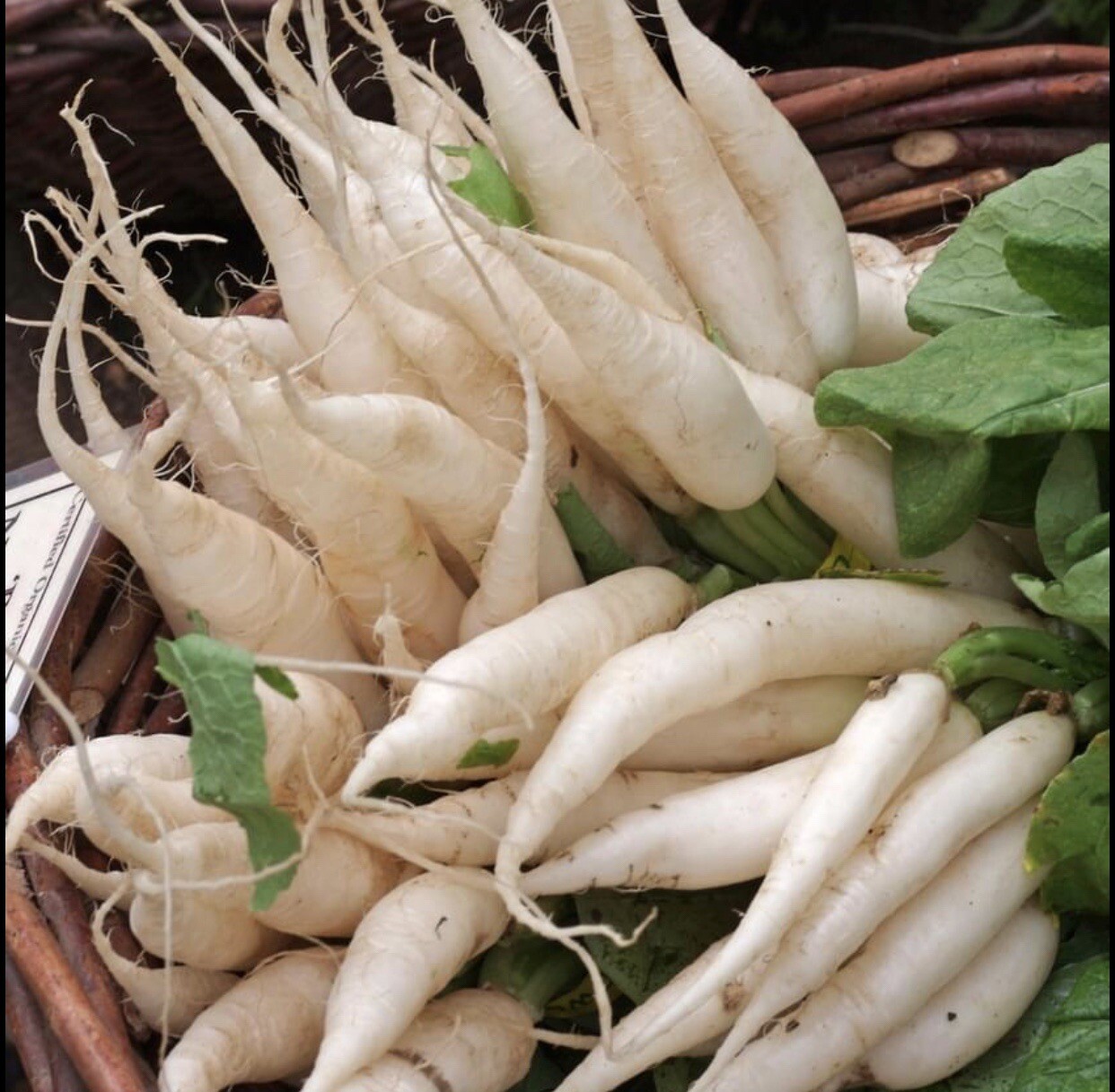 1000+ SEEDS Heirloom Radish White Icicle | NON-GMO | ❗️BUY 2 GET 1 FREE❗️