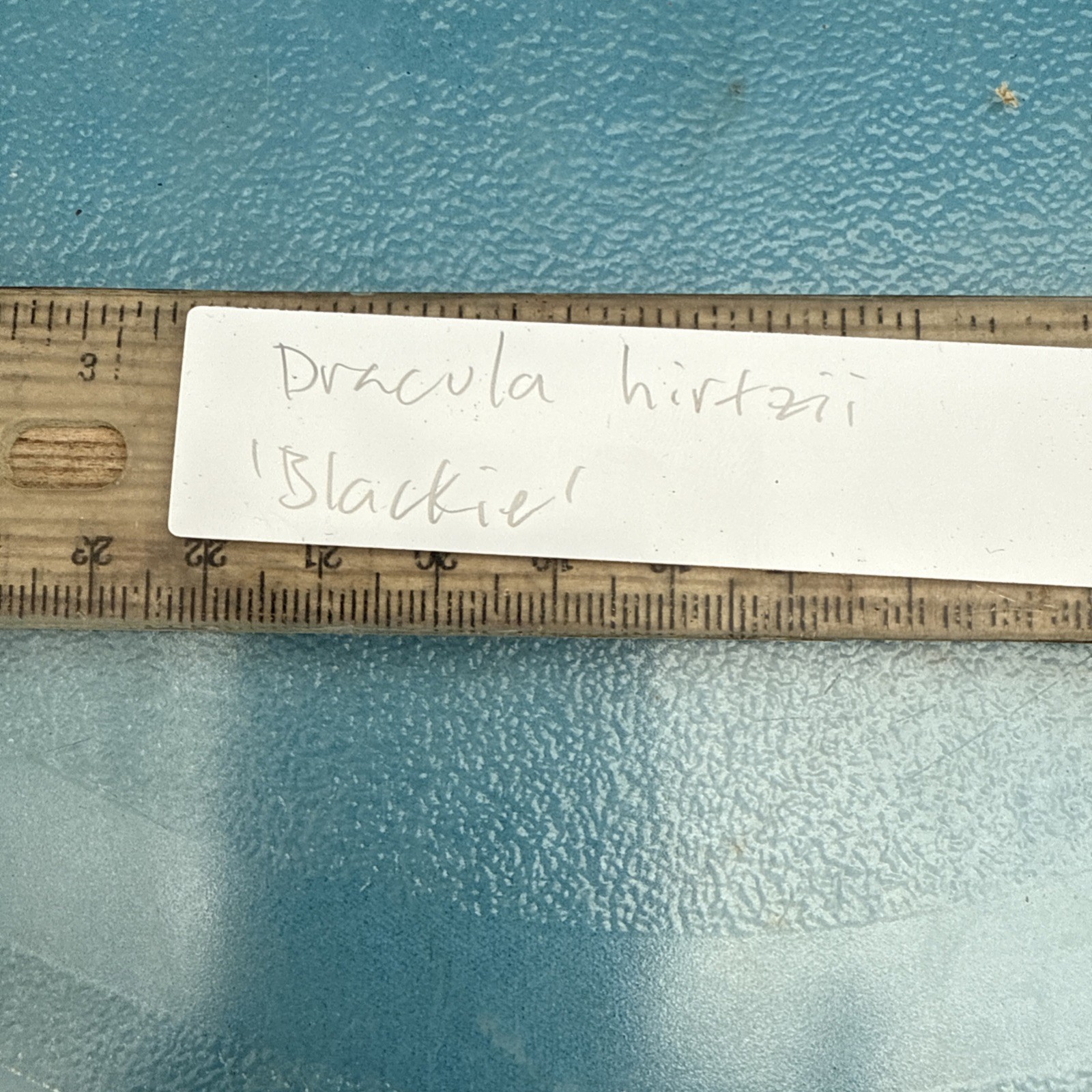 Dracula hirtzii ‘Blackie’ Orchid Species Bloom Size Division 1.5-2” Pot