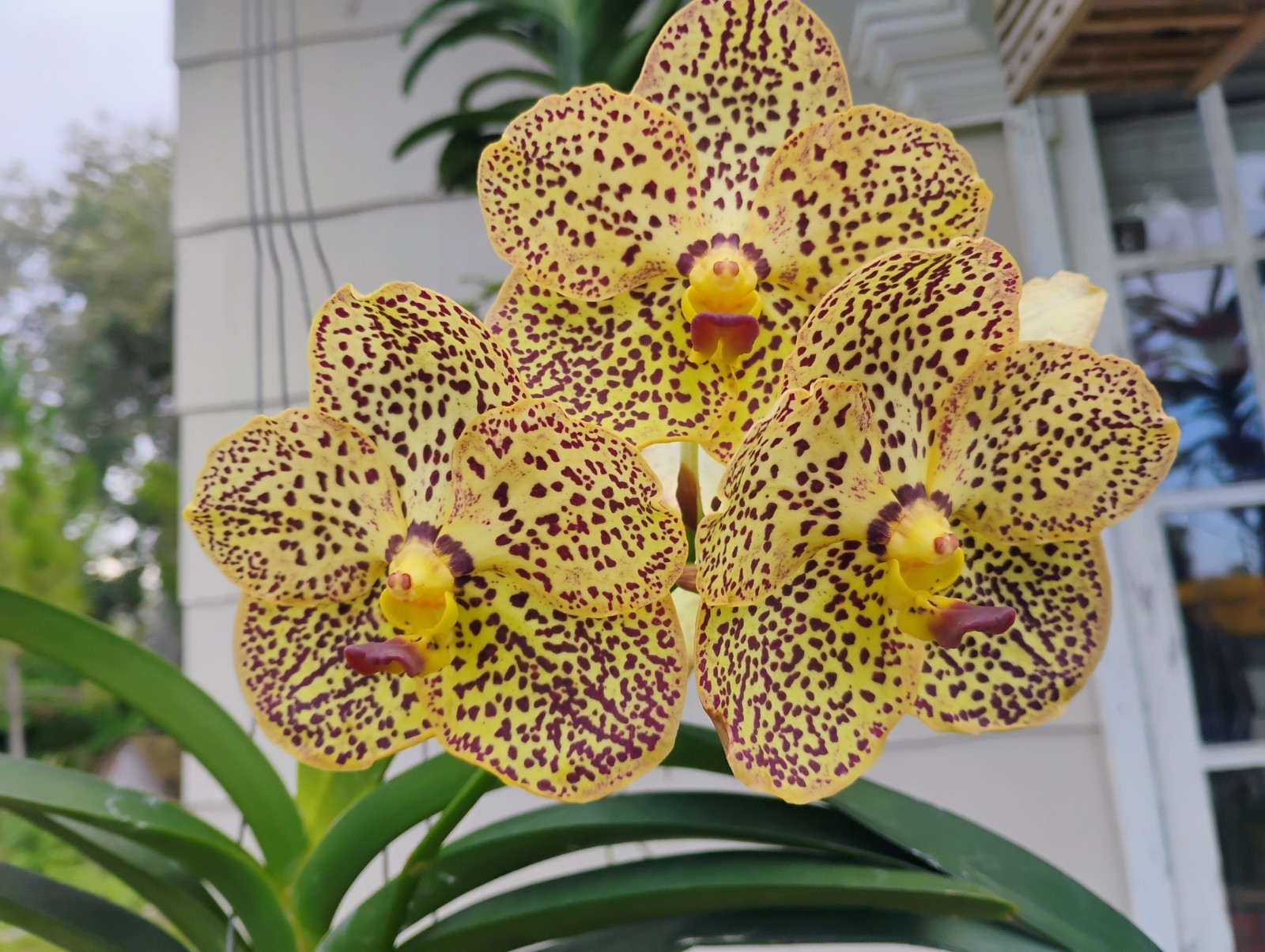 FLOWERING IN SPIKE!!! Vanda orchid – Syizack Sunshine “Song Pad”