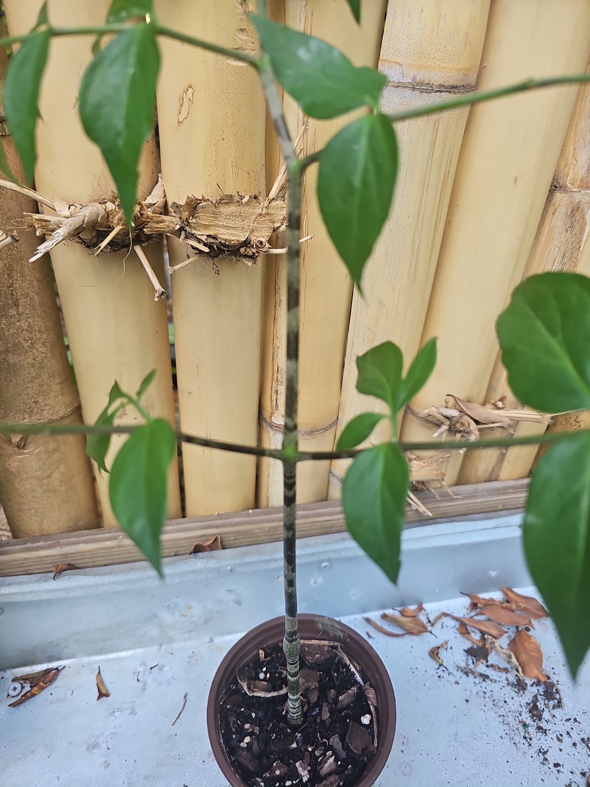 XL Gonatopus boivinii Giraffe’s Knee unusual tuberous Aroid PLANT Araceae 31″