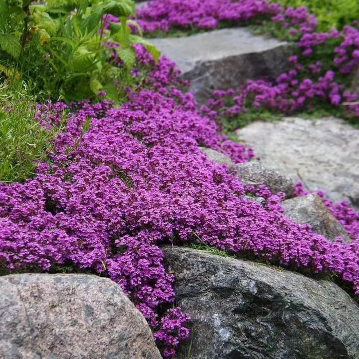 20000+ Magic Purple Creeping Thyme for Planting Ground Cover Heirloom Flowers