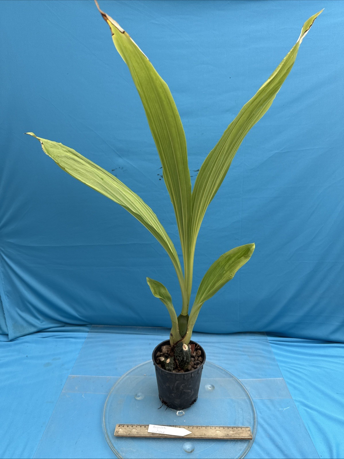 Anguloa X acostae Pink White Fragrant BS Orchid Hybrid 5.5” Pt Mature New Growth