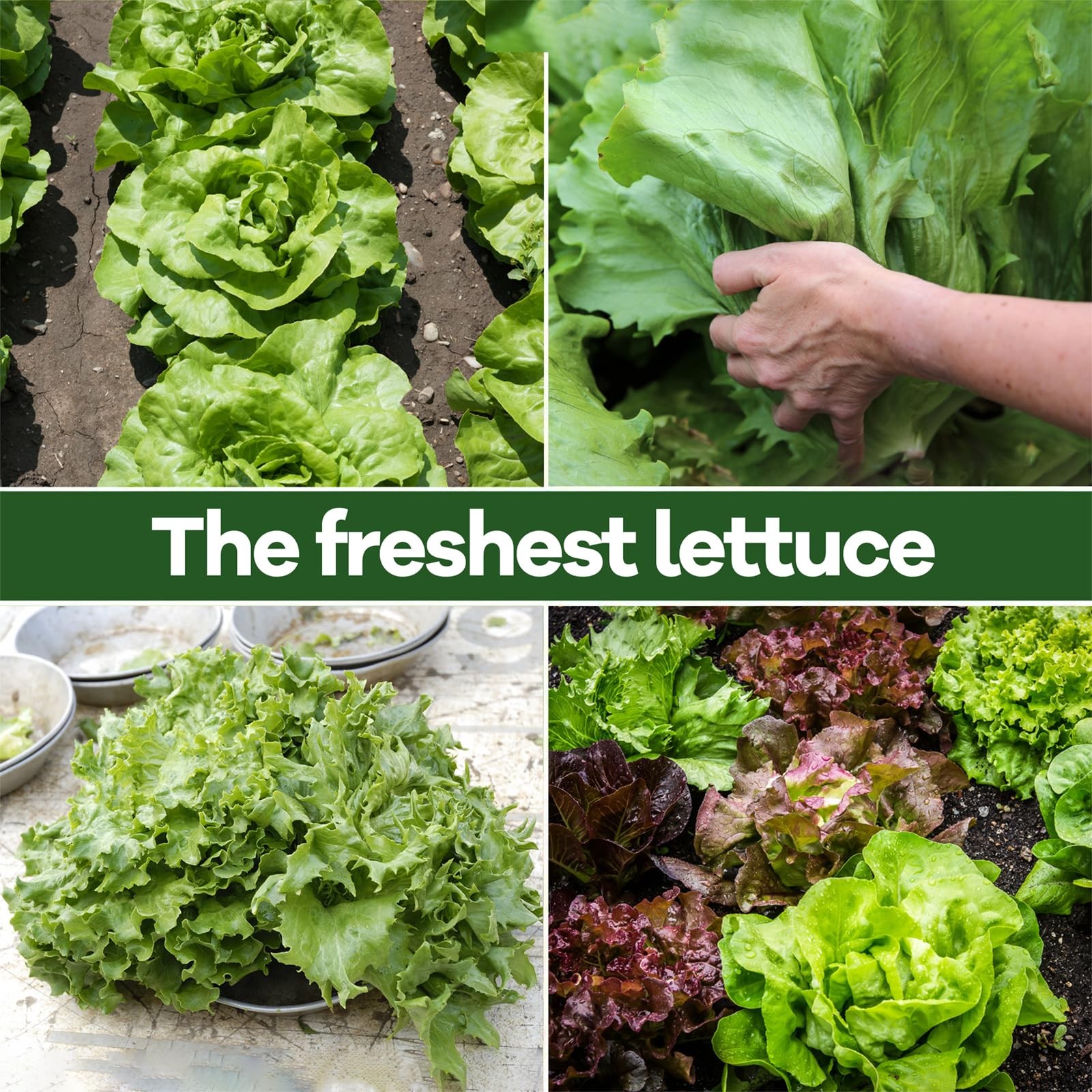 LUOJIBIE Lettuce Seeds for Planting Outdoors, Vegetable Medium Pack, Mix