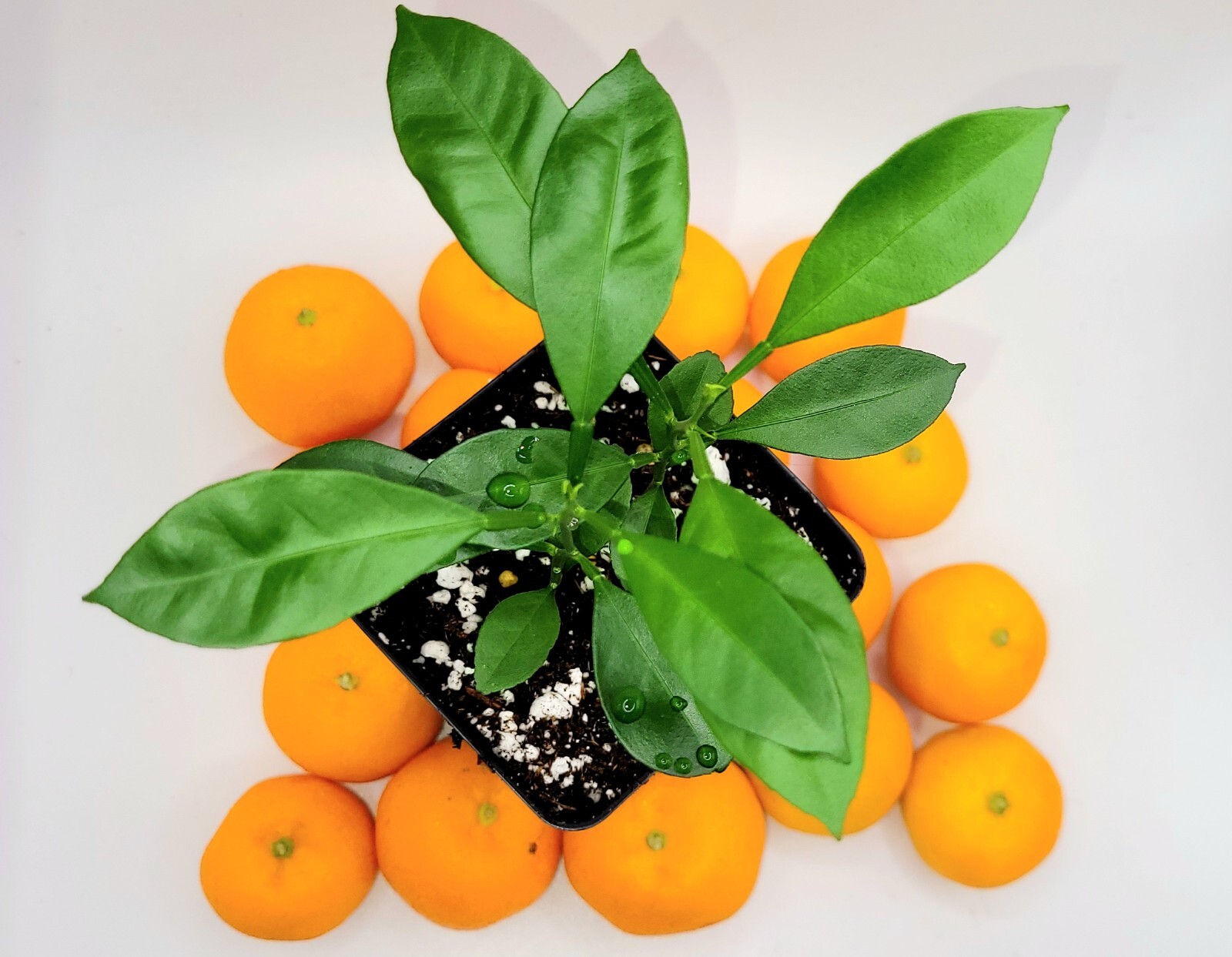 Pot of 2 Calamondin/Calamansi seedling (Citrofortunella Microcarpa)