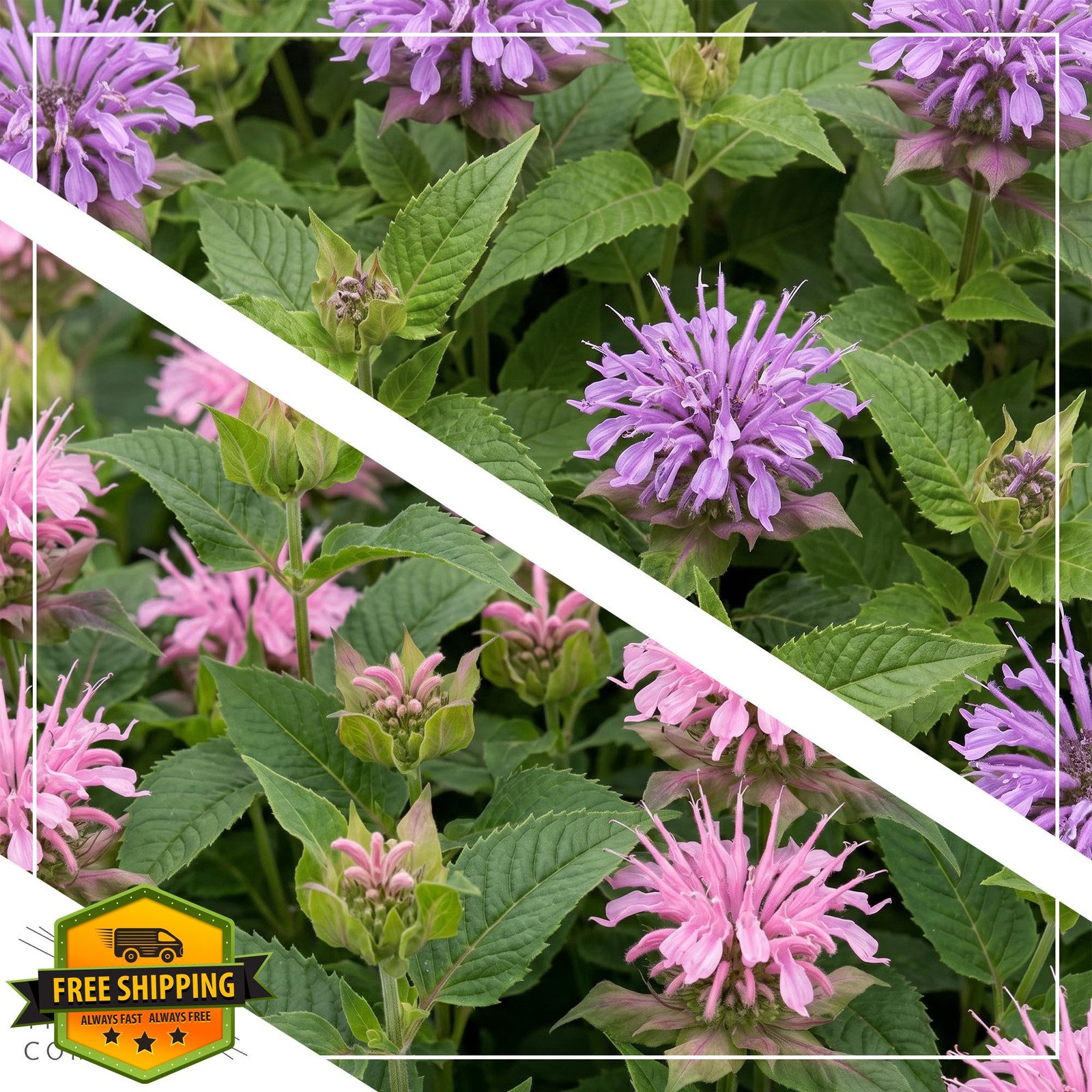 Live Flowering Bee Balm – Assorted Colors (2 Plants Per Pack), Pollinator – A…