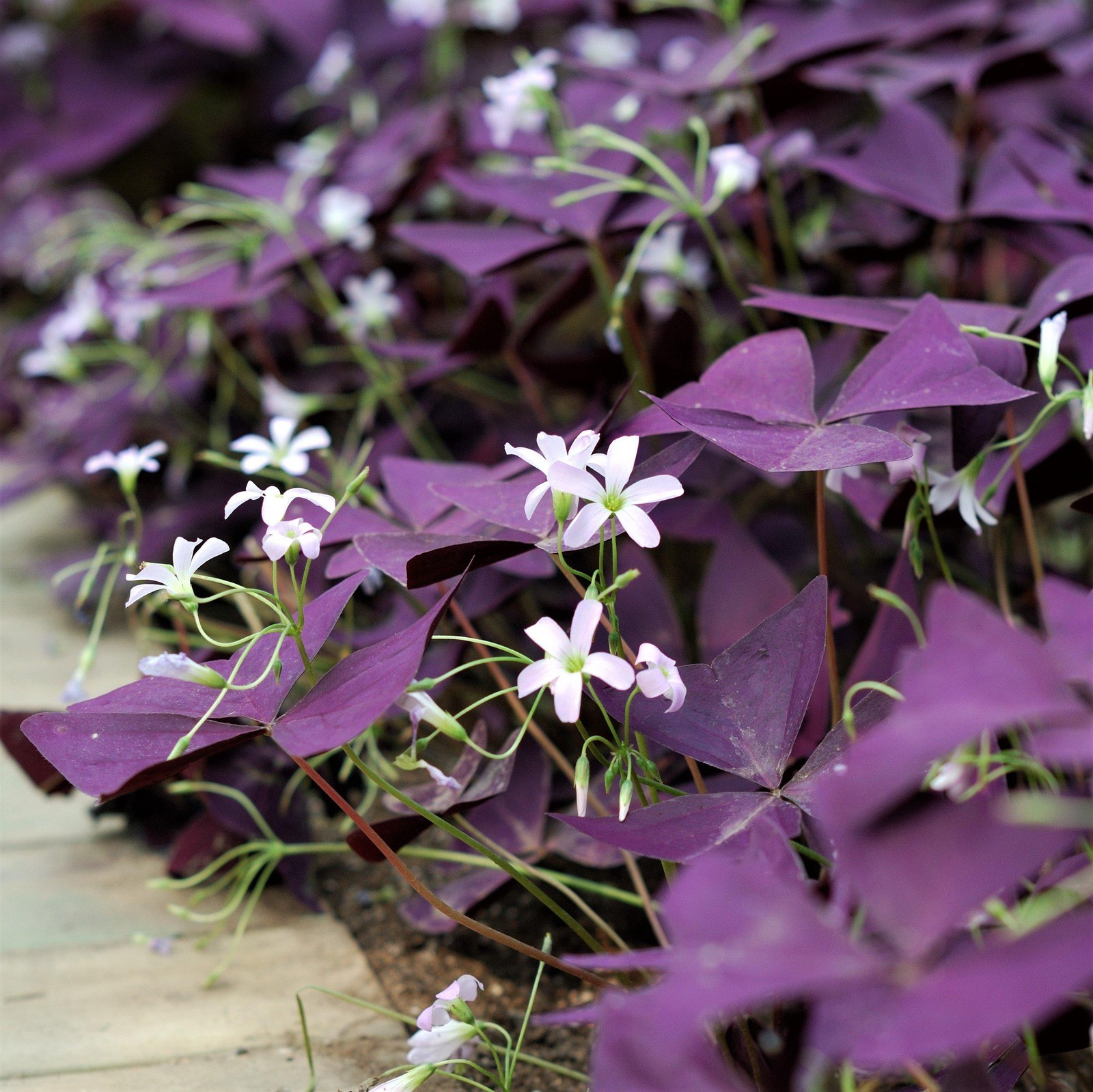 Oxalis Triangularis Purple Shamrocks 20 Plant Bulbs, Easy to Grow