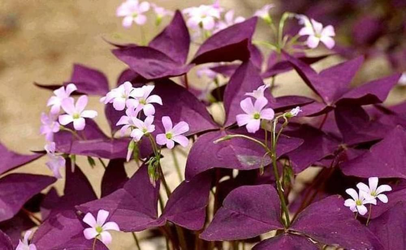 12PCS Purple Shamrocks Bulbs Good Luck Plant Purple Oxalis Bulbs for Planting Gr