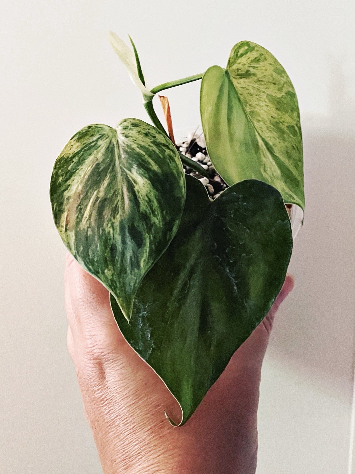 Rare Philodendron Hederaceum Variegated Heart Leaf Tropical Vining EXACT Plant