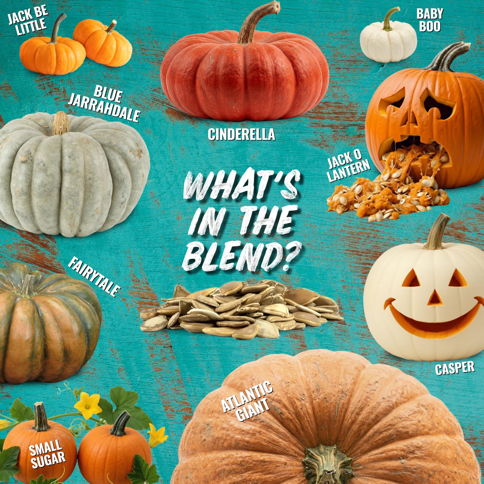 Seed Needs Pumpkin Seeds to Plant Specialty 100 Seeds, Spooky Blend (Mix)
