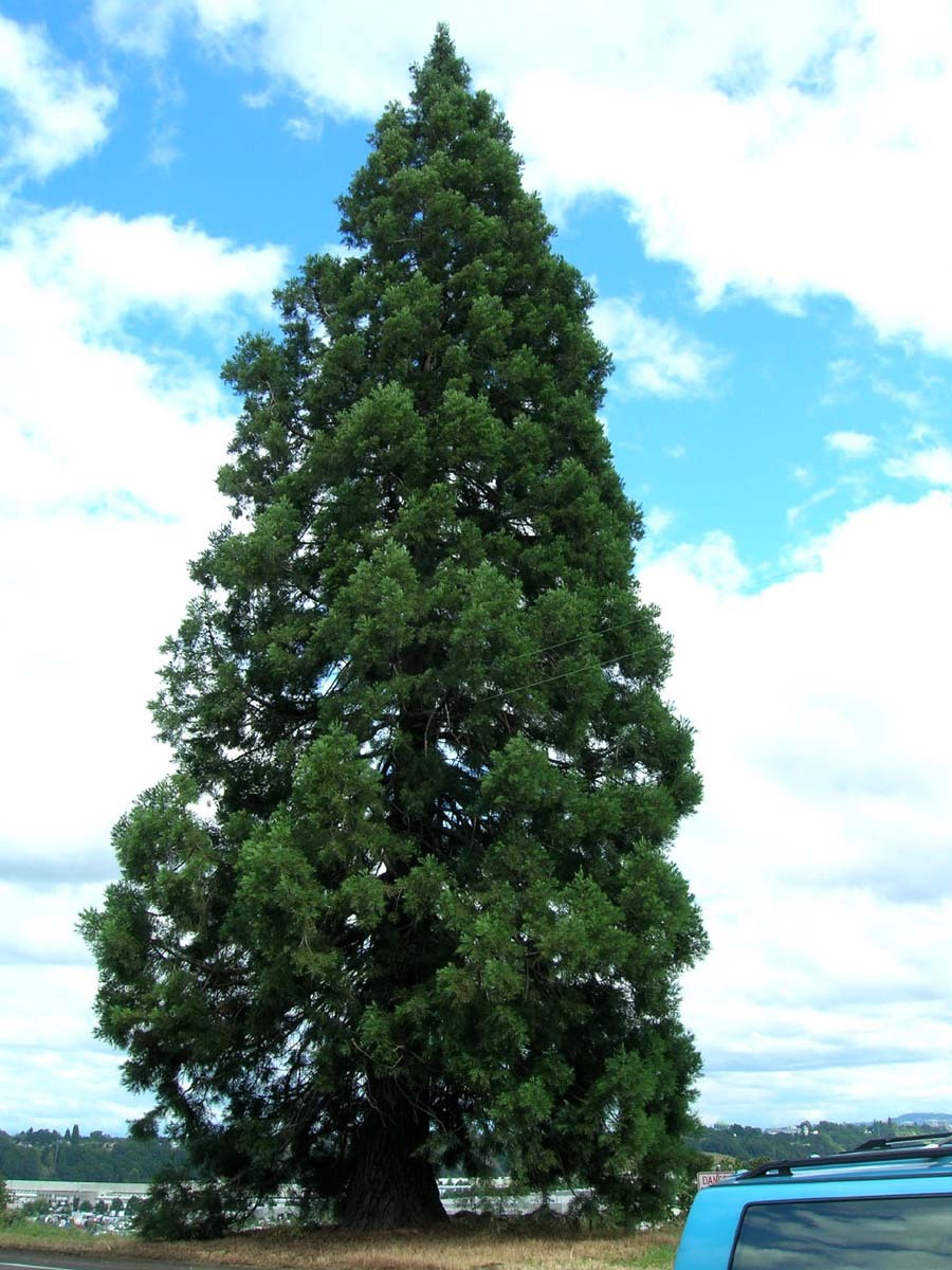 Giant Sequoia, Sequoiadendron giganteum, Tree Seeds (Fast, Evergreen)