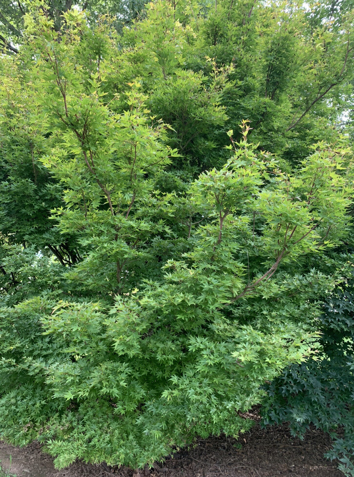 Two Japanese Maple Seedling 18 to 24 inches Ornamental Tree Sango kaku BARE ROOT
