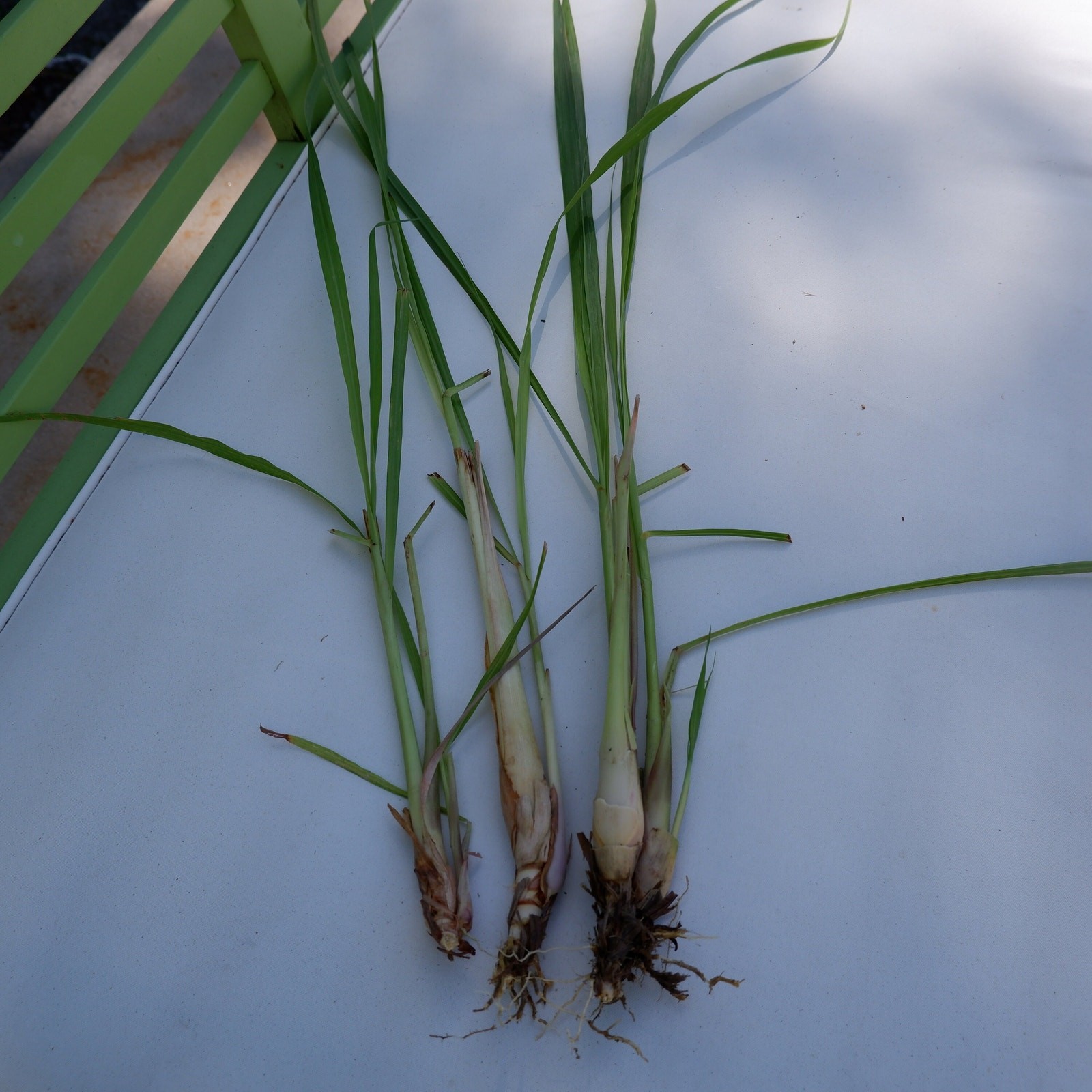 4 Live Rooted Lemongrass Organic Plant Stalks