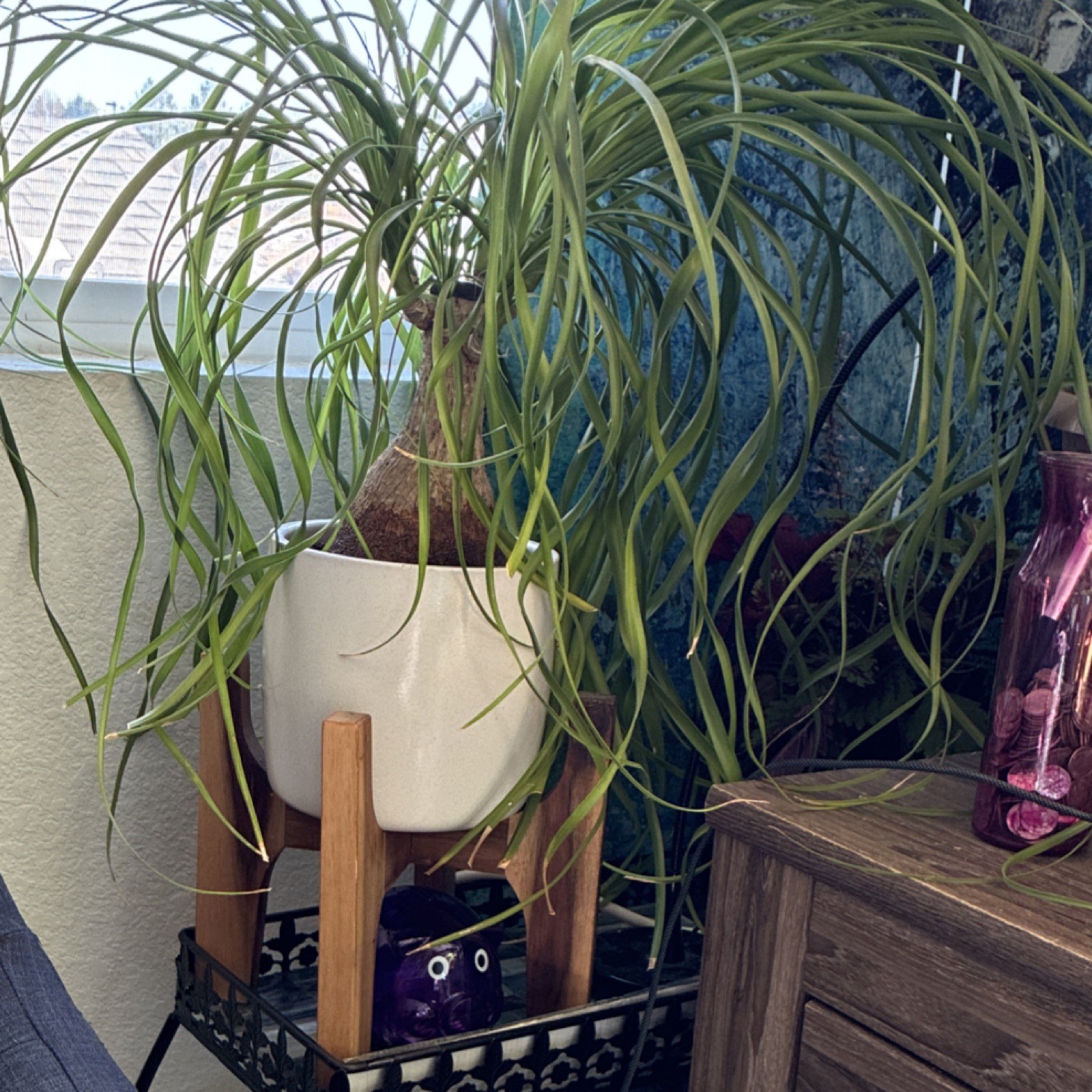 Pony Tail Palm 10 to 12 inches tall With Free Shipping – 1 PLANT