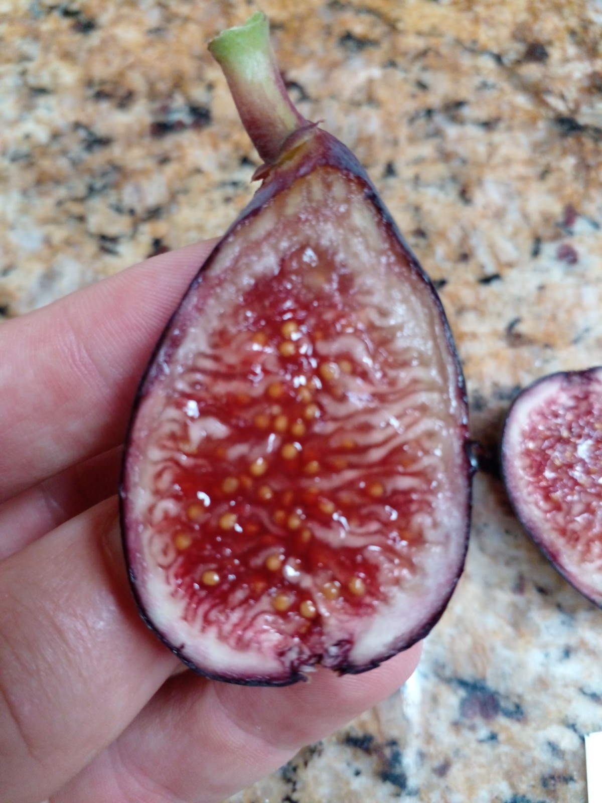Fresh Fig Tree Cuttings – Select Variety – Many Top Tier Figs to Choose From