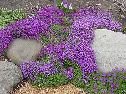 250 Aubrieta Seeds Cascade Purple Flower Plant Seed Set Brown Gardening
