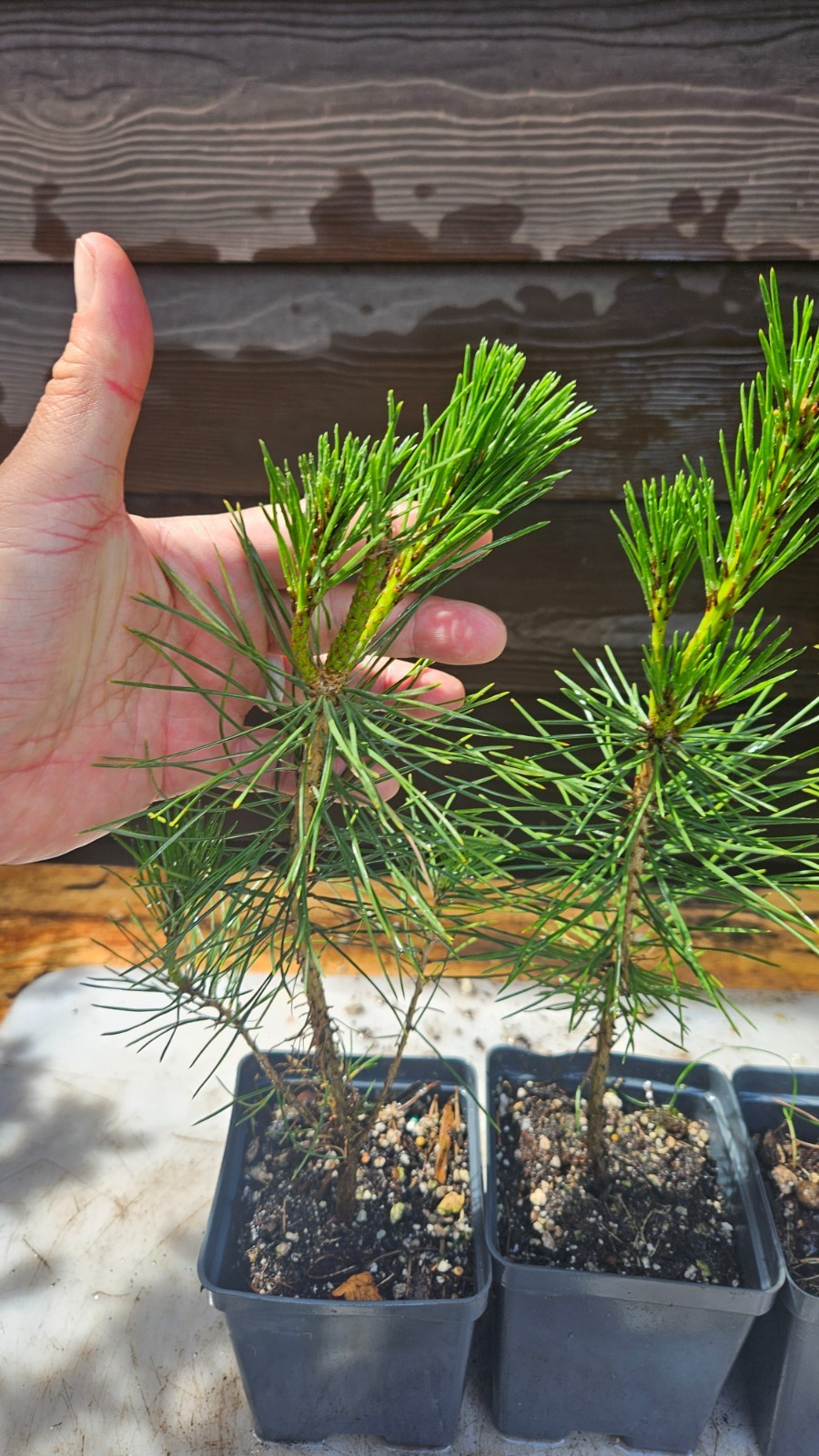 3-PACK small BLACK JAPANESE pine TREE growing – Great species for bonsai