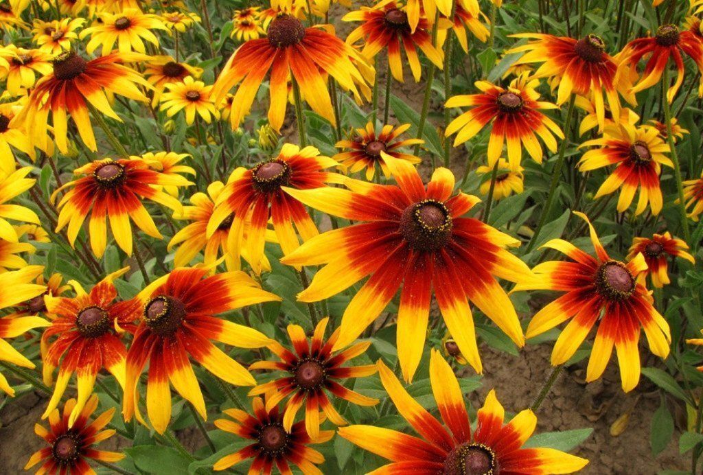 190 Seeds Gloriosa Daisy Fancy Black-Eyed Susan Perennial Heirloom Non-GMO