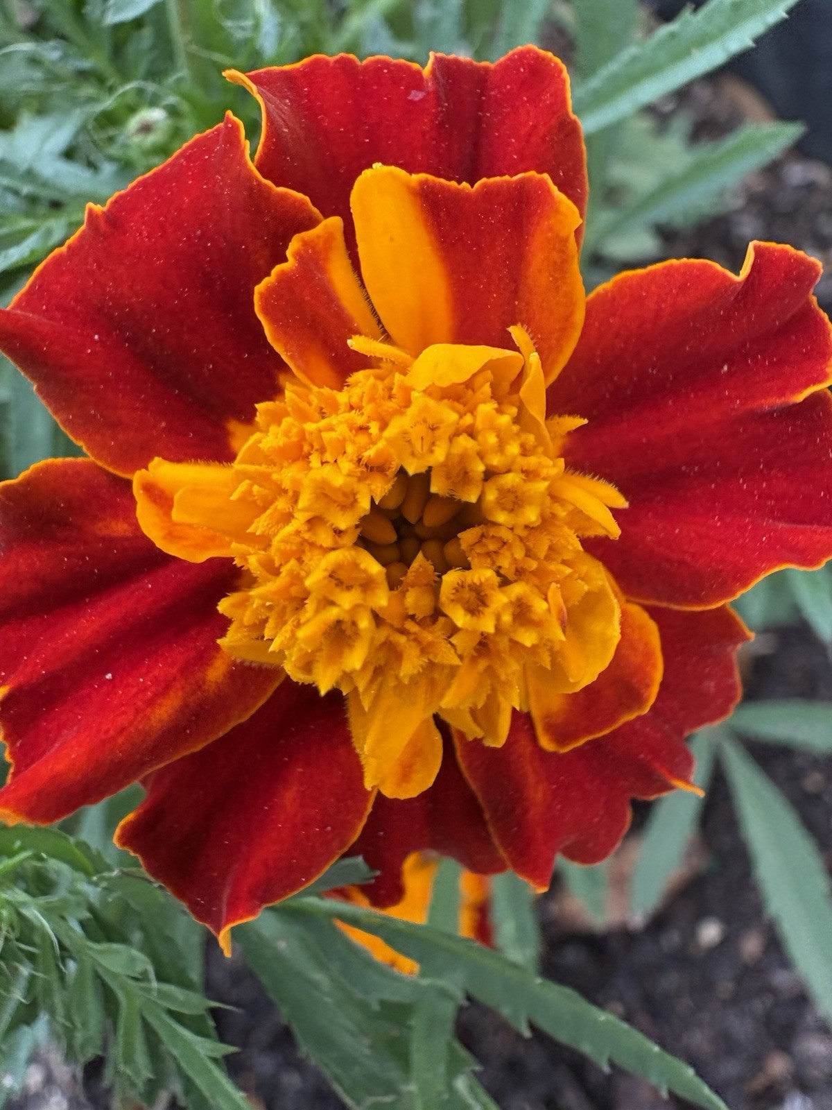 MARIGOLD FLAMING ORANGE FLOWER SEEDS 100+ Garden Seeds FREE SHIP