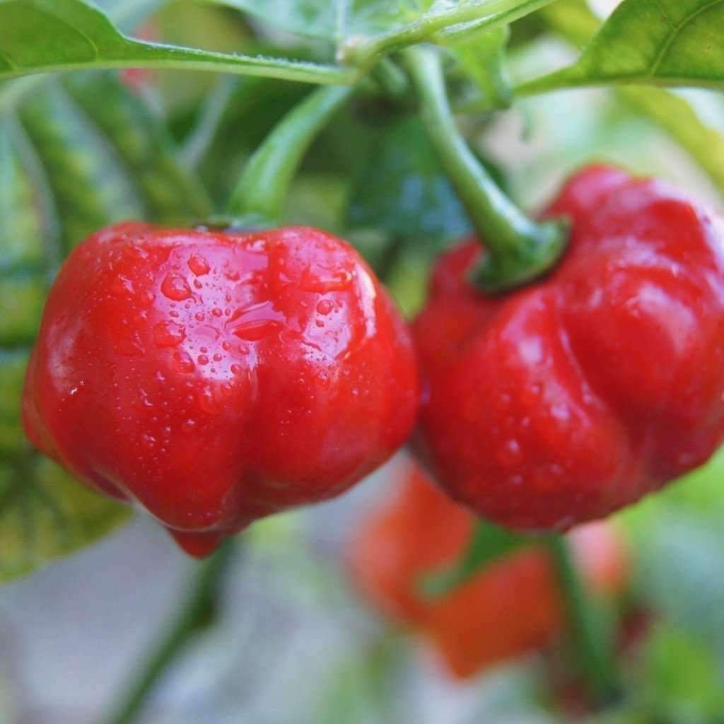 Sweet Pimento L Pepper Seeds 25+ MILD Bell Vegetable Garden Annual FREE SHIPPING