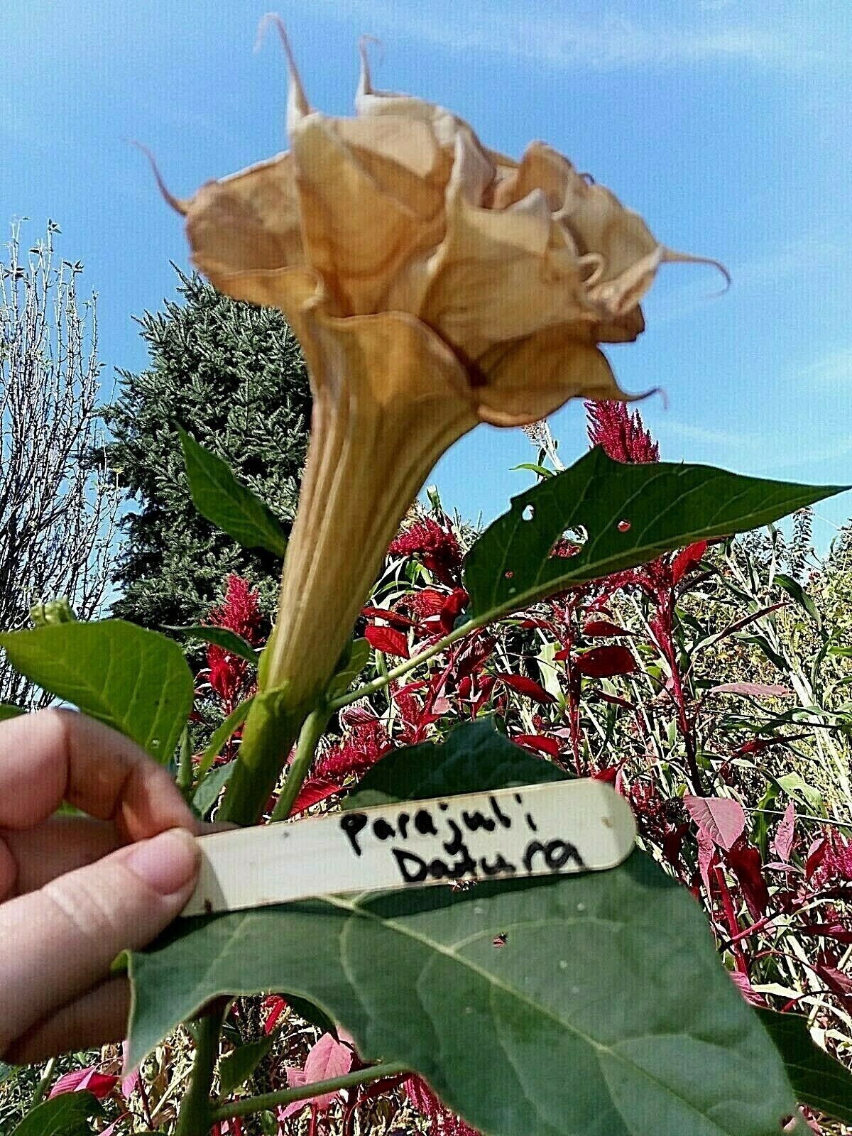 Parajuli Devil Trumpet -Datura Seeds Double Flowers