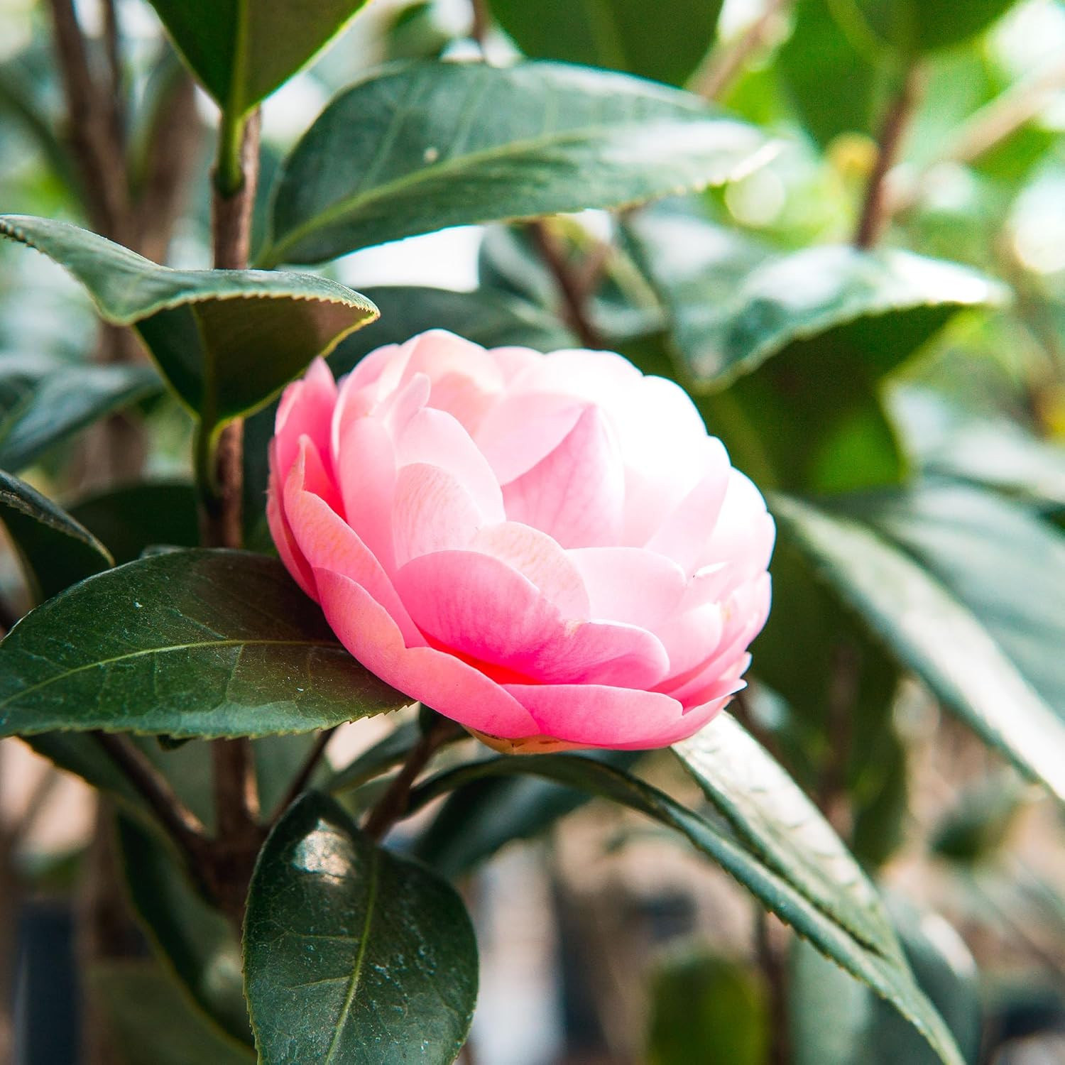 Perfect Plants Pink Perfection Camellia Bush 1 Gallon | Live Shrub for Outdoor P