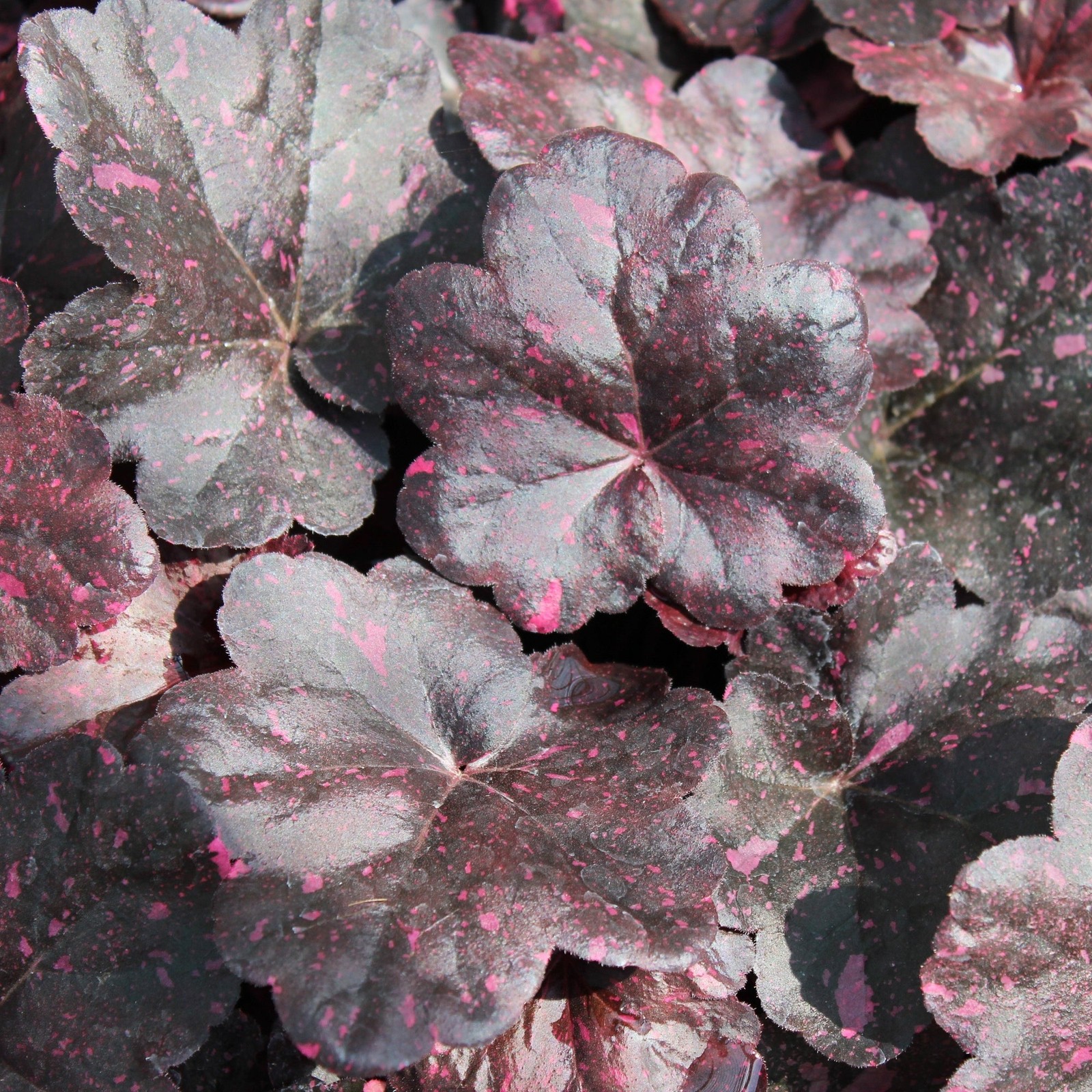 Heuchera Midnight Rose 2 Potted Plants- Rooted in Quart Pots Shade, Easy to Grow
