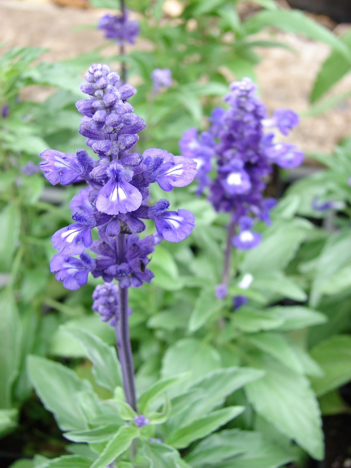 Blue Sage or Red Scarlet Sage – Hummingbirds and Bees – Organically grown in MN