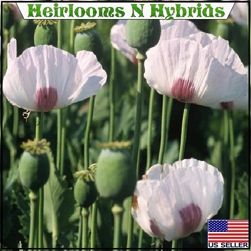 20,000 Stratified Tasmanian Papever Somniferum Poppy Seeds For Planting, Gifting