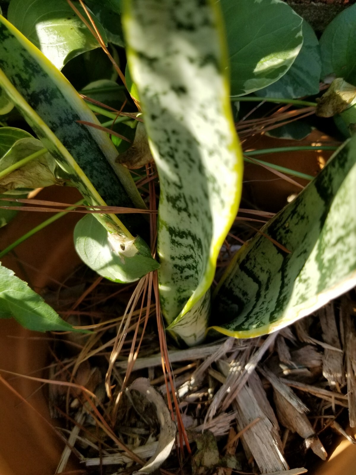 Snake plant, you’re getting two plants with roots for good measure