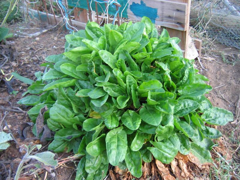 SORREL * 100 SEEDS * TASTES LIKE WILD STRAWBERRIES