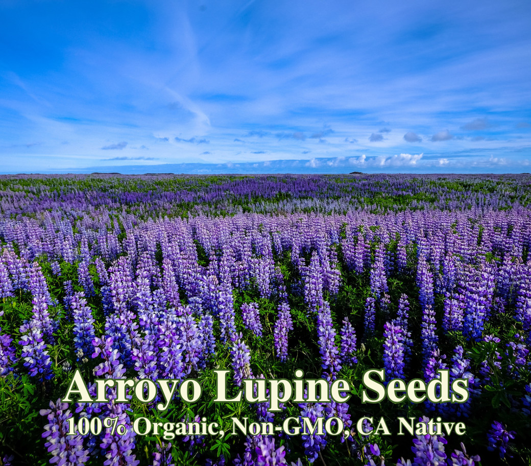 Arroyo Lupine Seeds For Butterfly Garden Wildflower California Native Seeds