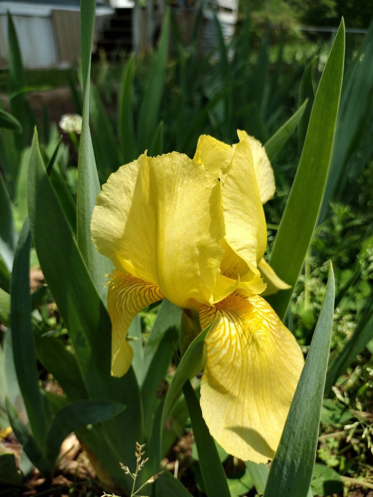10x MIXED VARIETIES/COLORS IRIS BULBS RHIZOMES (Will BE TALL)