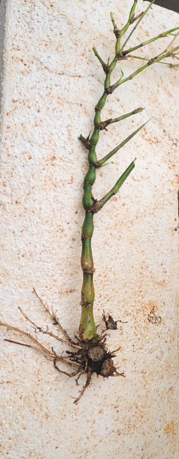 Buddha Belly Bamboo Plant (佛肚竹) Clumping, BEST Landscape Hedge, 1 Stalk w/ Roots