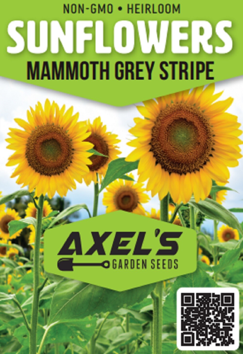 Giant Sunflower Seeds for Planting – Heirloom & Non-GMO – High Germination Seeds