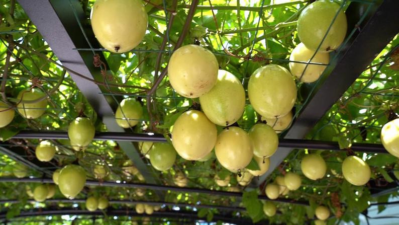 SWEET SUNRISE Passion Fruit~Live Starter Plant ~Passiflora edulis~ Self Fertile