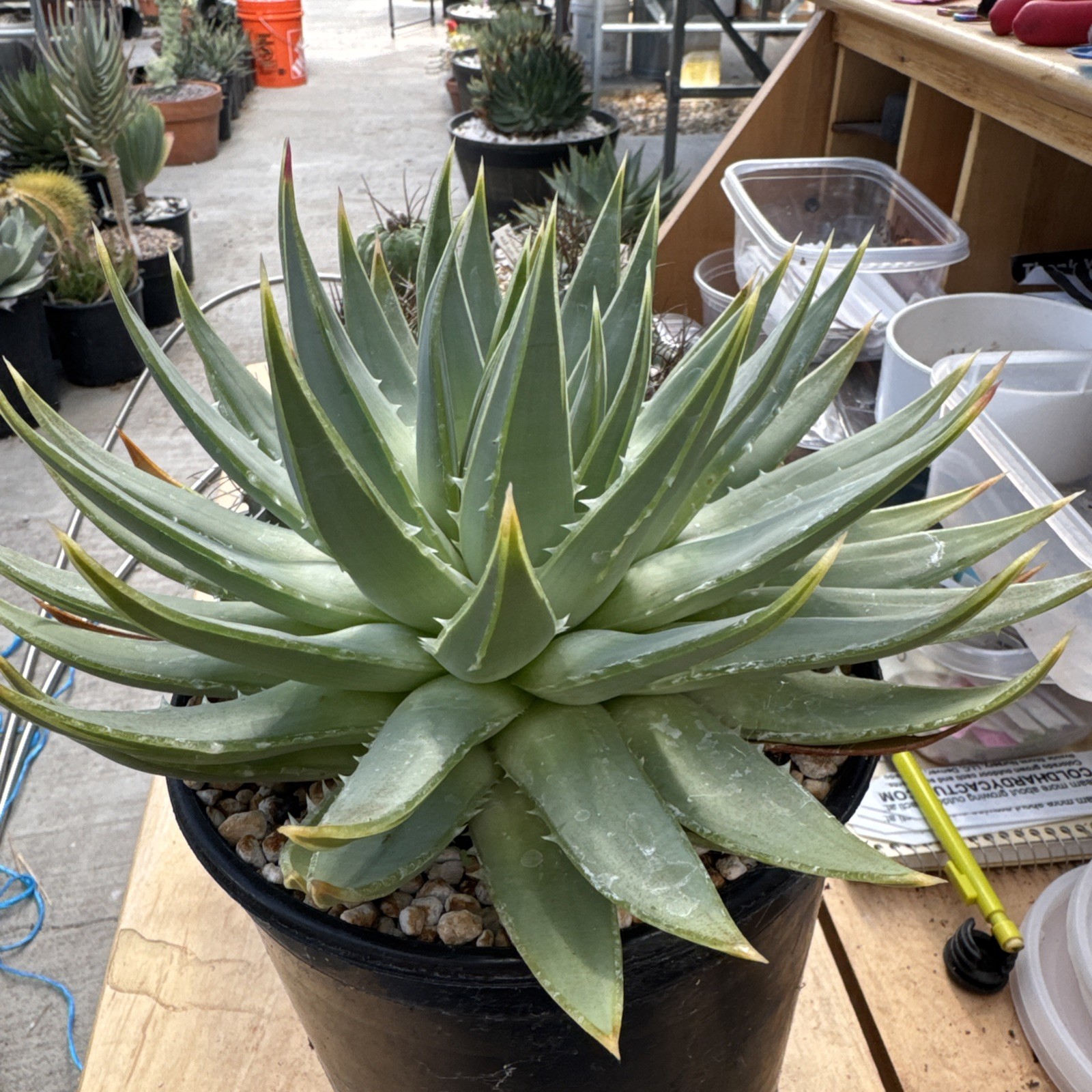 Aloe polyphylla Spiral Aloe Seed Grown Rare Succulent free shipping