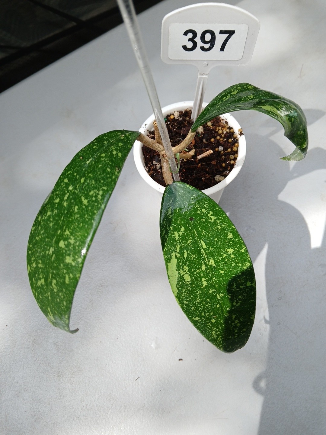 #397- HOYA VIETNAM SPLASH LIVE PLANT, LARGE LEAF,